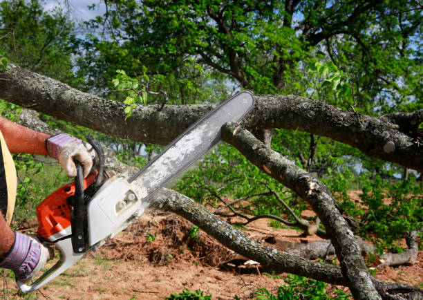 Best Hazardous Tree Removal  in Whippany, NJ