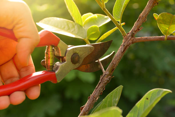 Best Commercial Tree Removal  in Whippany, NJ